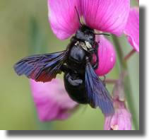 l'abeille xylocope l'abeille xylocope