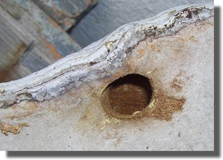 l'abeille xylocope l'abeille xylocope