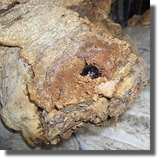 l'abeille xylocope l'abeille xylocope