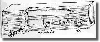 l'abeille xylocope l'abeille xylocope