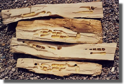 l'abeille xylocope l'abeille xylocope