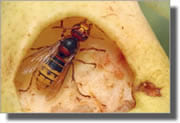 Frelon dans une poire Frelon dans une poire