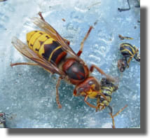 Frelon Europeen en plien repas Frelon Europeen en plien repas