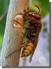 Frelon Européen rognant un jeune rameau pour constituer son nid Frelon Européen rognant un jeune rameau pour constituer son nid