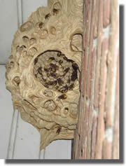 nid de frelon vue de dessous nid de frelon vue de dessous.jpg