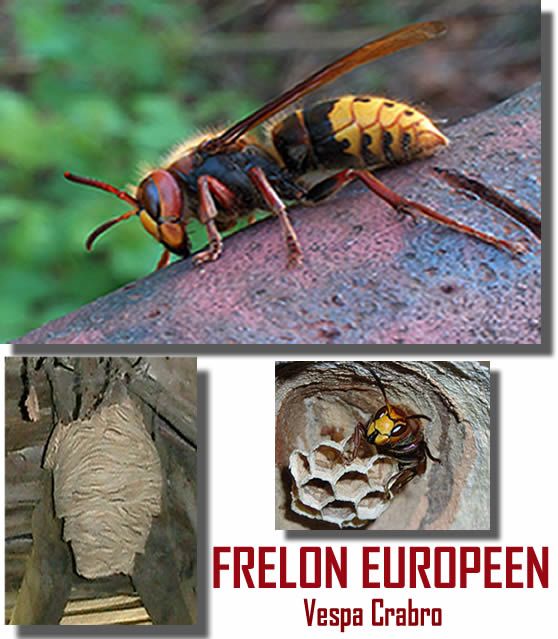 Le frelon européen - Vespa Crabro Le frelon européen - Vespa Crabro
