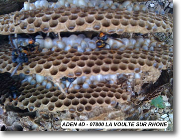 interieur-nid-frelons-asiatiques interieur-nid-frelons-asiatiques