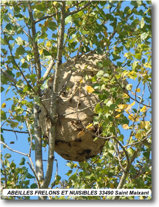 nid-de-frelons-asiatiques nid-de-frelons-asiatiques