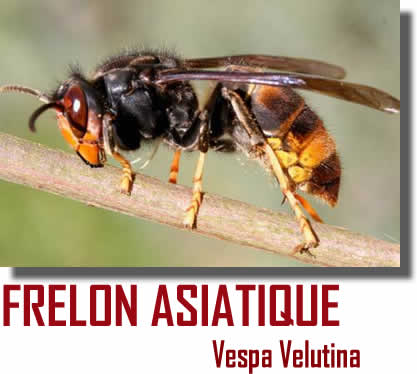 Vespula Velutina, Frelon Asiatique Vespula Velutina, Frelon Asiatique